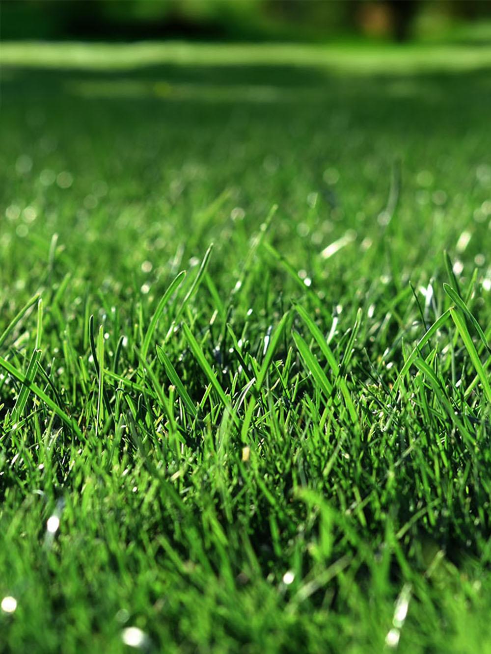 Care Free Turfgrass Mix